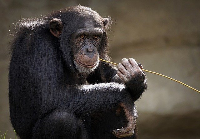 šimpant