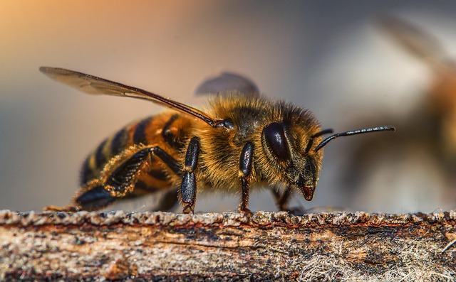 Včela medonosná.jpg