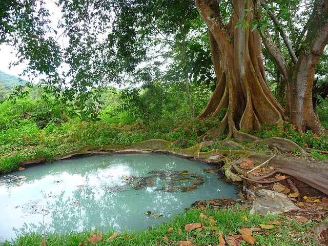 Malé jazierko na čistenie vody pri strome.jpg
